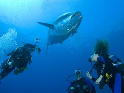 Serifos Scuba Divers - Photo 3