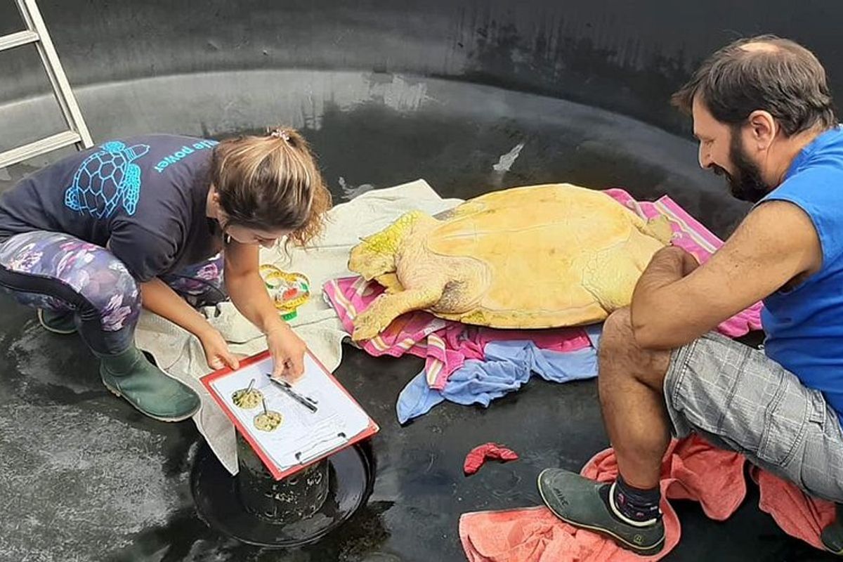 Sea-Turtle Rescue Centre - Photo 3