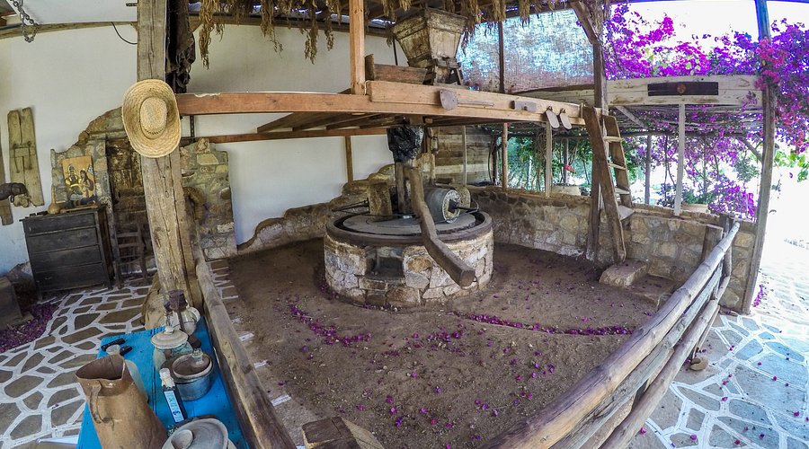 Olive Oil Farm