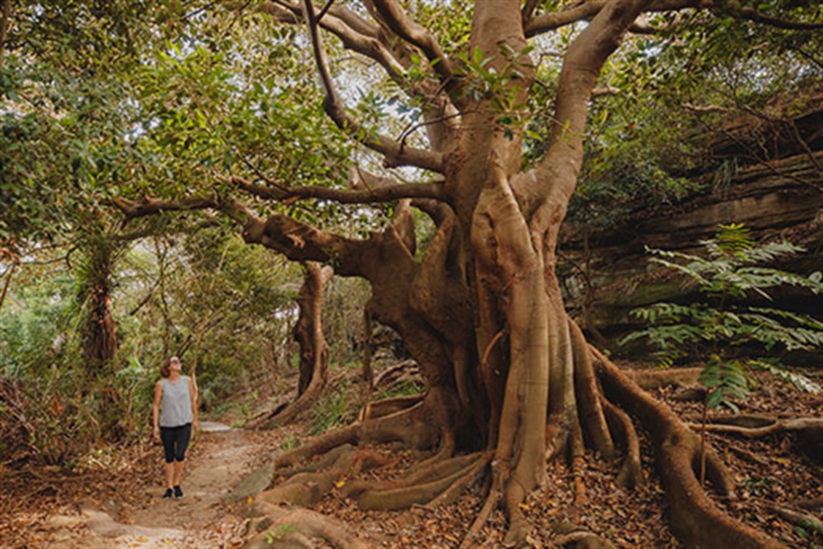 Wishing Tree