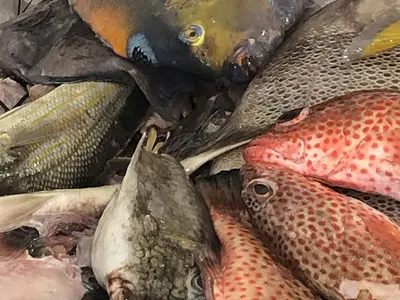 Fish Market - Photo 1