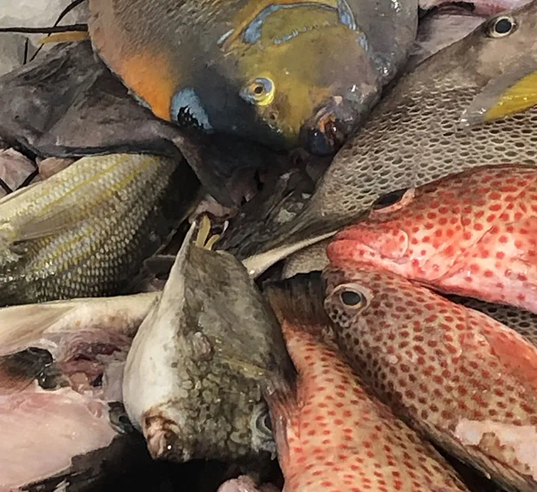 Fish Market - Photo 1