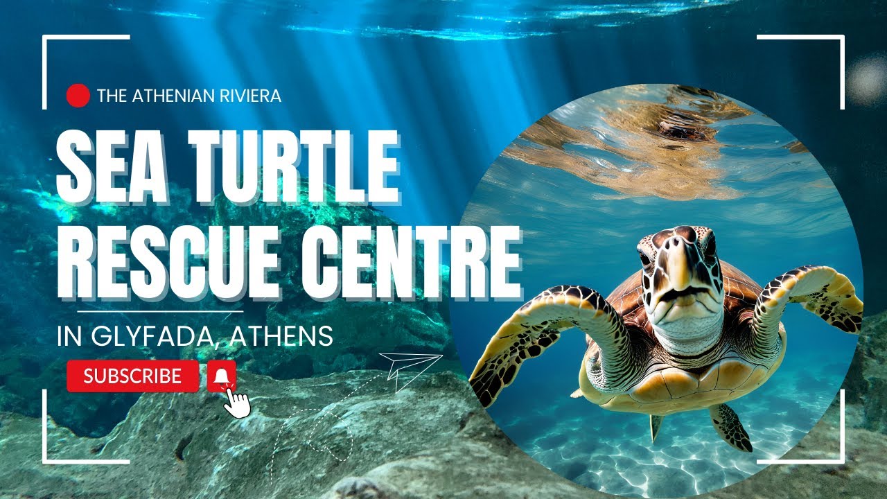 Sea-Turtle Rescue Centre