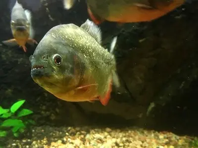 The Vättern Aquarium - Photo 2