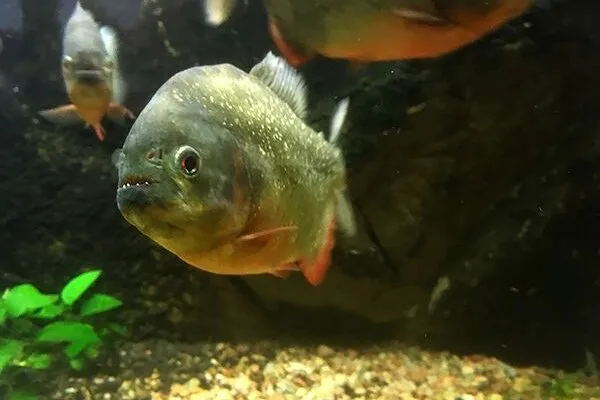 The Vättern Aquarium - Photo 2