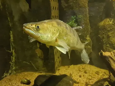 The Vättern Aquarium - Photo 5