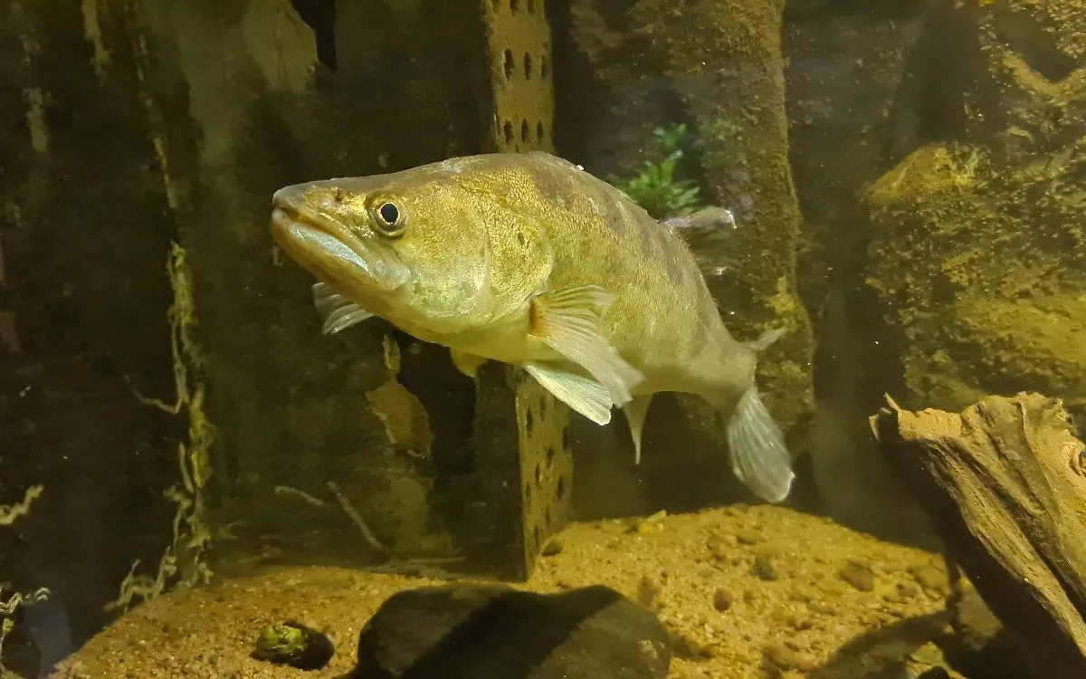 The Vättern Aquarium - Photo 5