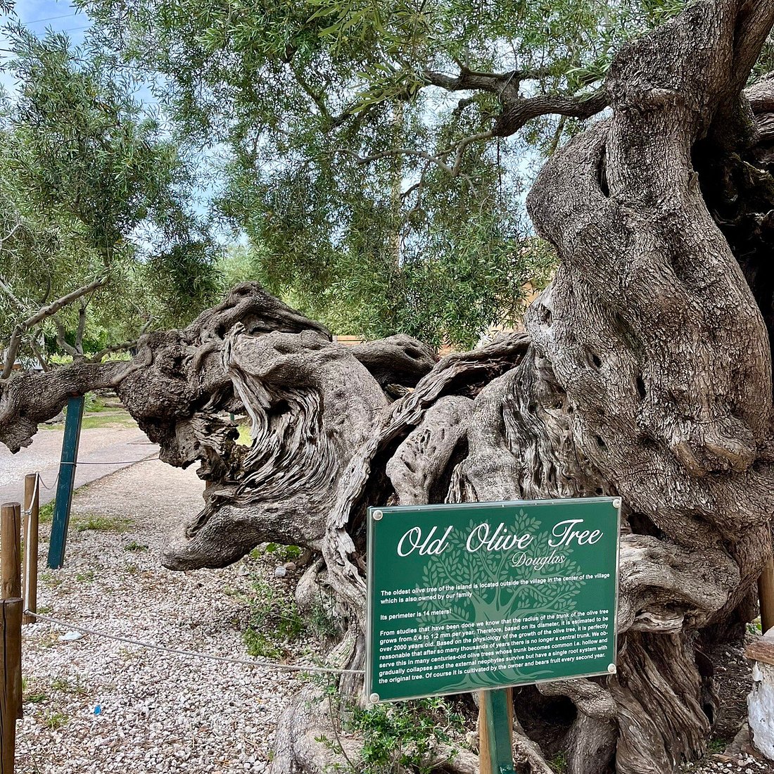 Old Olive Tree